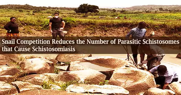 Snail Competition Reduces the Number of Parasitic Schistosomes that Cause Schistosomiasis