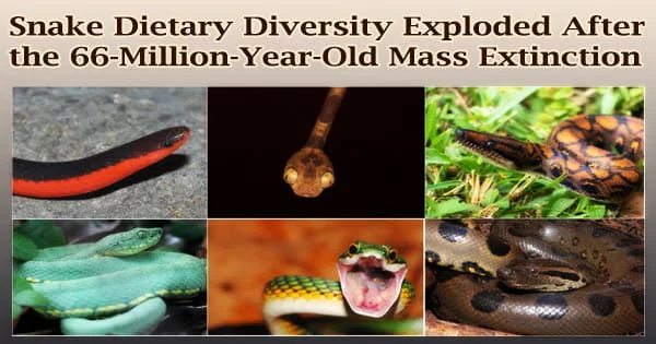 Snake Dietary Diversity Exploded After the 66-Million-Year-Old Mass Extinction