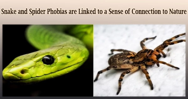 Snake and Spider Phobias are Linked to a Sense of Connection to Nature
