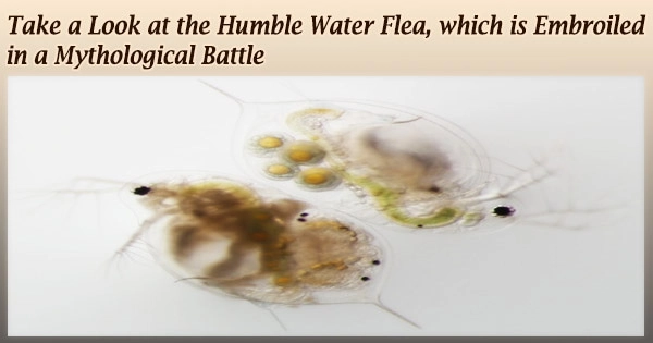 Take a Look at the Humble Water Flea, which is Embroiled in a Mythological Battle