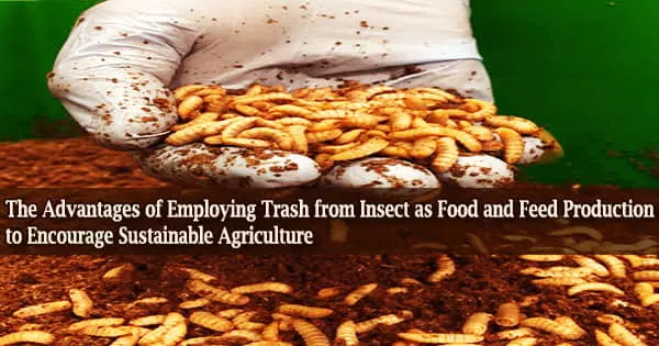 The Advantages of Employing Trash from Insect as Food and Feed Production to Encourage Sustainable Agriculture