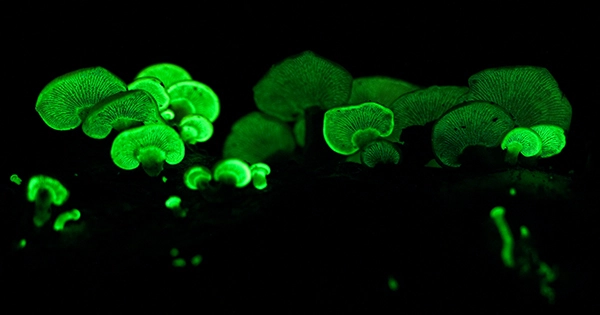 These Gene-Hacked Glowing Plants Look Incredible