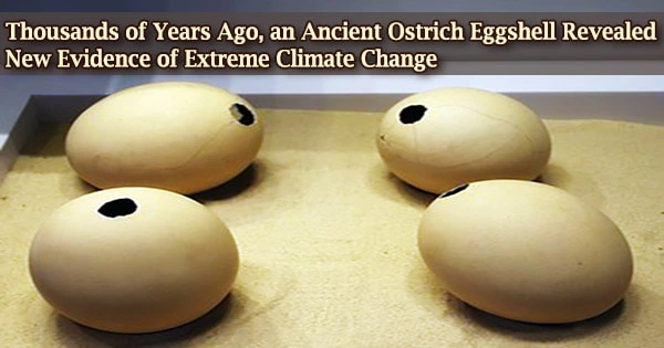 Thousands of Years Ago, an Ancient Ostrich Eggshell Revealed New Evidence of Extreme Climate Change