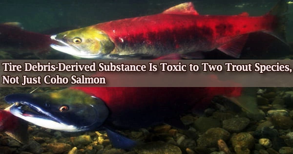 Tire Debris-Derived Substance Is Toxic to Two Trout Species, Not Just Coho Salmon