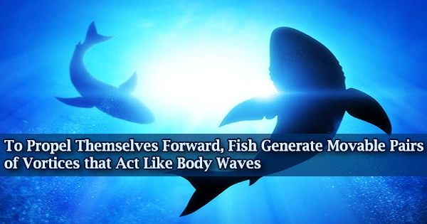 To Propel Themselves Forward, Fish Generate Movable Pairs of Vortices that Act Like Body Waves