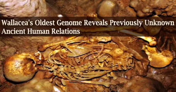 Wallacea’s Oldest Genome Reveals Previously Unknown Ancient Human Relations