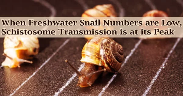 When Freshwater Snail Numbers are Low, Schistosome Transmission is at its Peak