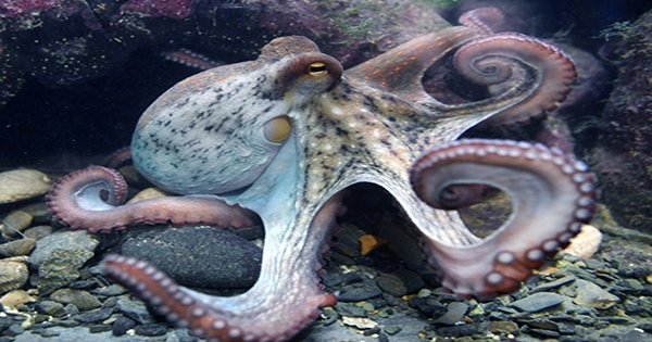World’s First Octopus Farm Awaits Approval amidst Animal Rights Disputes