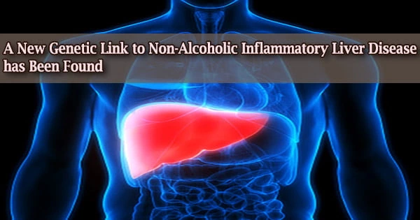 A New Genetic Link to Non-Alcoholic Inflammatory Liver Disease has Been Found