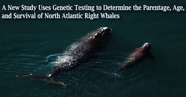 A New Study Uses Genetic Testing to Determine the Parentage, Age, and Survival of North Atlantic Right Whales