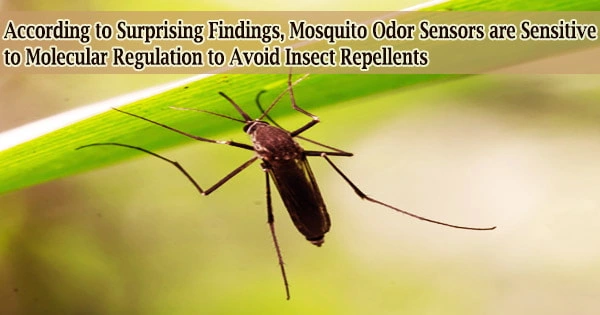 According to Surprising Findings, Mosquito Odor Sensors are Sensitive to Molecular Regulation to Avoid Insect Repellents