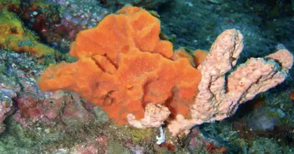 Arctic Deep-sea Sponges Survive by Feeding on Ancient Creatures