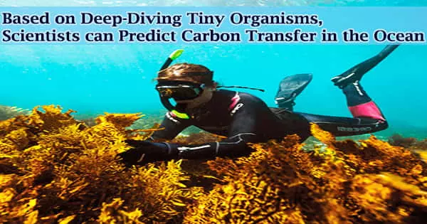 Based on Deep-Diving Tiny Organisms, Scientists can Predict Carbon Transfer in the Ocean