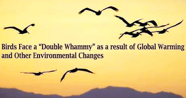 Birds Face a “Double Whammy” as a result of Global Warming and Other Environmental Changes