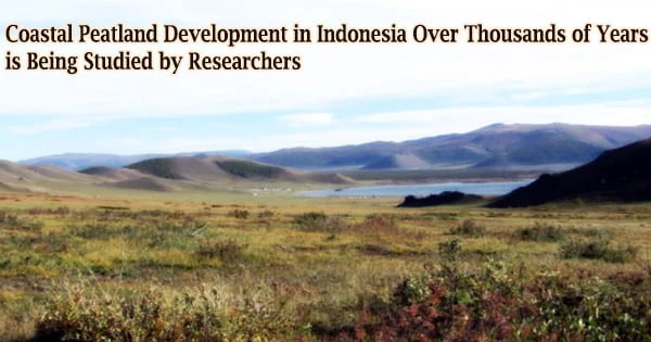 Coastal Peatland Development in Indonesia Over Thousands of Years is Being Studied by Researchers