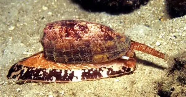 Deep-water Cone Snails have a New Possibly Pain-killing Chemical