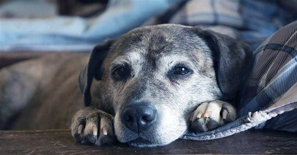 Dogs May Grieve When Other Dogs in Their Household Die, Study Suggests