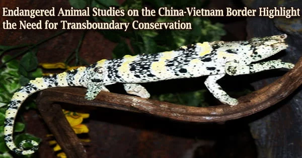 Endangered Animal Studies on the China-Vietnam Border Highlight the Need for Transboundary Conservation