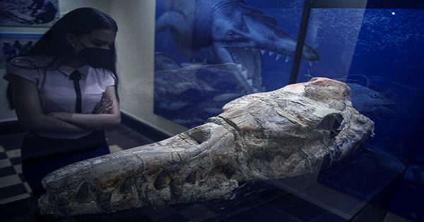 Fanged Skull of an Ancient Predatory Whale Found In Peru’s Ocucaje Desert