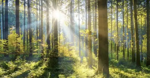 Forests Contribute to Global Warming Reduction in Multiple Ways