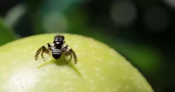 Fruit Flies may Adapt Quickly