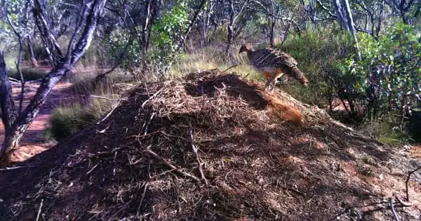Impact of a Mound-building Bird on the Australian Ecology