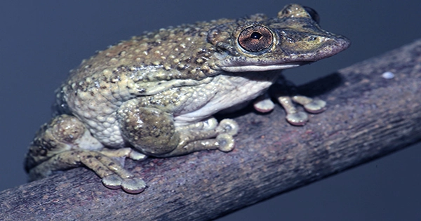 In 1997, Scientists Made a Frog Levitate