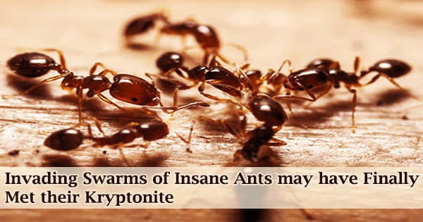Invading Swarms of Insane Ants may have Finally Met their Kryptonite