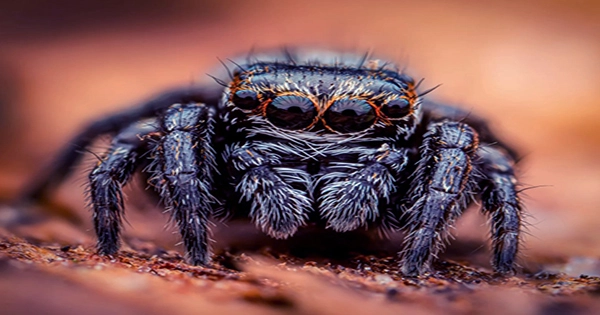 Jumping Spider Decorates Its Nest with Bark to Create Cloak of Invisibility