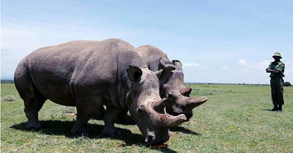 Only Two Northern White Rhinos Remain – Artificial Egg Breakthrough Could Save Species