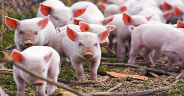 Pigs’ Grunts and Squeals Have Been Translated To Reveal Their Emotions