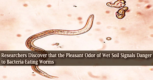 Researchers Discover that the Pleasant Odor of Wet Soil Signals Danger to Bacteria-Eating Worms