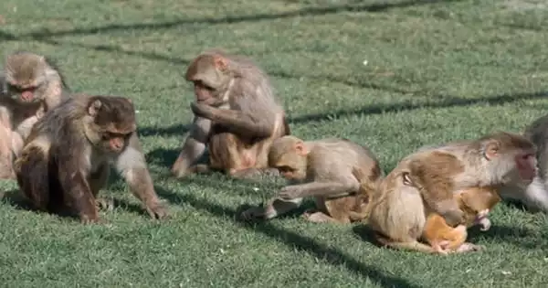 Rhesus Monkeys have the Ability to Detect their Own Heartbeat