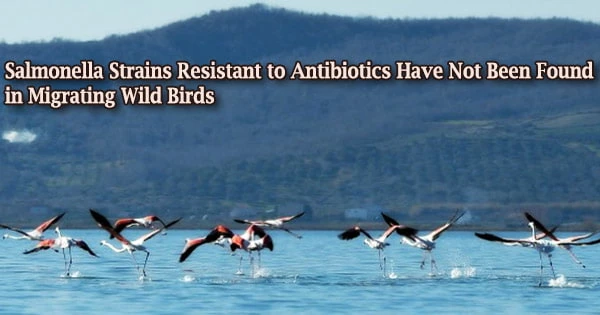 Salmonella Strains Resistant to Antibiotics Have Not Been Found in Migrating Wild Birds