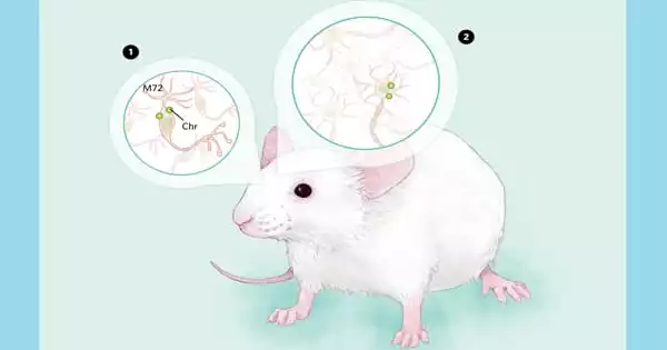 Scientists Discover a Brain Network that Allows Mice to Socialize