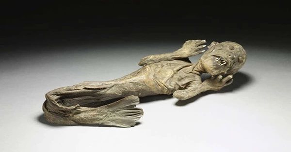 Scientists Investigate 300-Year-Old Mummified Mermaid Said To Be Caught In The 1700s