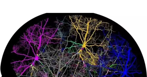 Scientists are Looking for Neurons that Cause Alcohol Withdrawal