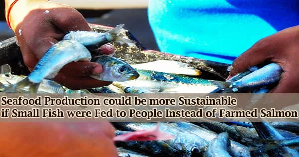 Seafood Production could be more Sustainable if Small Fish were Fed to People Instead of Farmed Salmon