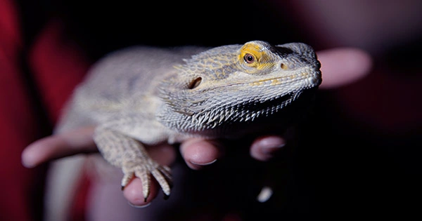 Smuggler Tries Crossing US Border With 52 Live Reptiles Stuffed In His Clothes