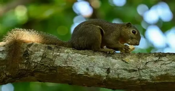 Some Squirrels Benefit from Gut Bacteria while Hibernating