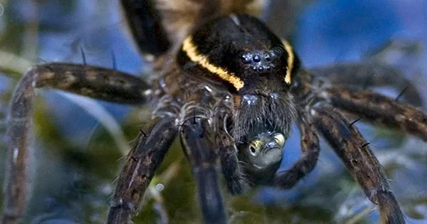 Spiders Hunt in Packs by Listening For Comrades Attacking Struggling Prey