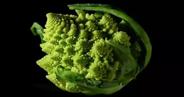 The Formation of Spiraling Fractals in Romanesco Cauliflower