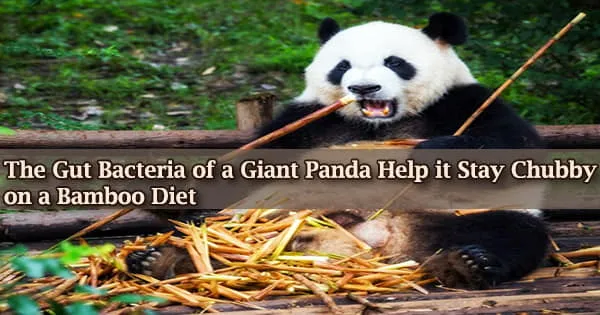 The Gut Bacteria of a Giant Panda Help it Stay Chubby on a Bamboo Diet