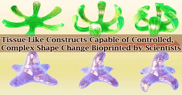 Tissue-Like Constructs Capable of Controlled, Complex Shape Change Bioprinted by Scientists