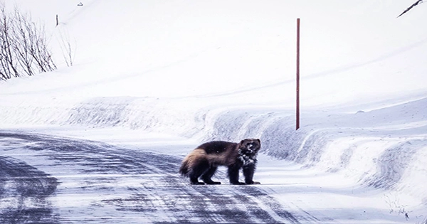 Unbelievably Rare Wolverine Captured On Camera and Video in Yellowstone National Park