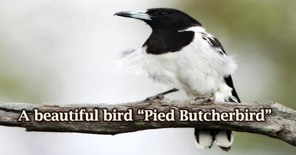 A beautiful bird “Pied Butcherbird”
