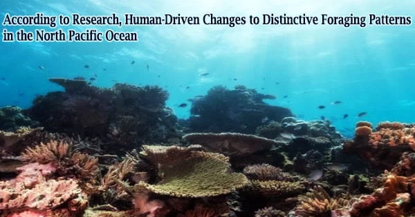 According to Research, Human-Driven Changes to Distinctive Foraging Patterns in the North Pacific Ocean