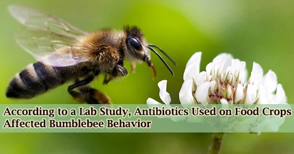 According to a Lab Study, Antibiotics Used on Food Crops Affected Bumblebee Behavior