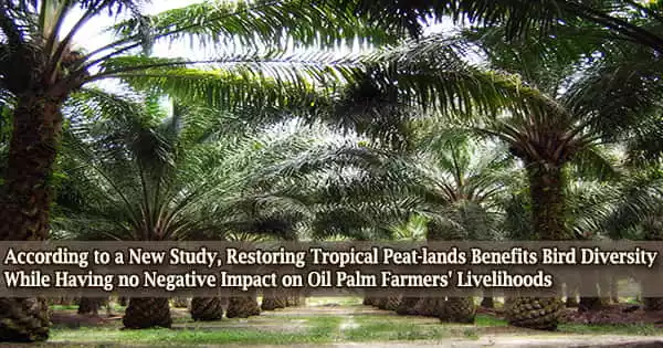 According to a New Study, Restoring Tropical Peat-lands Benefits Bird Diversity While Having no Negative Impact on Oil Palm Farmers’ Livelihoods