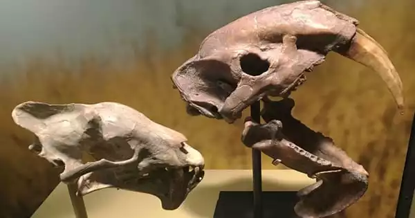 Among the First Hypercarnivores was a new Saber-toothed Mammal